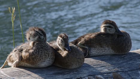 Three-cute-fuzzy-Wood-Duck-ducklings-nap,-stretch-on-wetland-log