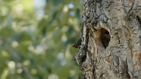 Zeitlupe:-Star-Fliegt-Mit-Larven-In-Ein-Nest-In-Einem-Ausgewachsenen-Baumloch