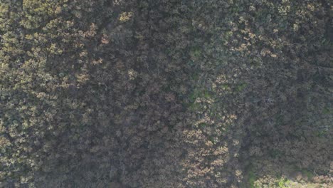 Dried-green-dense-trees-of-Kangaroo-Island,-Australia-during-sunny-day