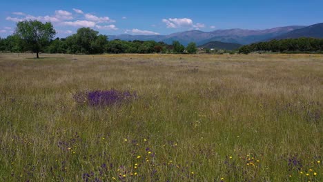 Niedriger-Flug-Mit-Drohne-über-Eine-Wiese-Mit-Wildem-Grünem-Gras,-Auf-Der-Wir-Blumen-In-Verschiedenen-Farben-Violett,-Weiß,-Gelb-Und-Gras-Sehen,-Das-Zu-Trocknen-Beginnt