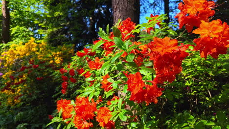 Lush-Azalea-Plant-With-Red-Blossoming-Flowers