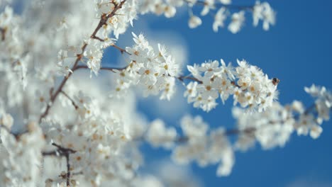 Bees-gather-nectar-from-the-cherry-blossoms-in-a-soft-focus-close-up,-capturing-the-elegance-and-grace-of-springtime