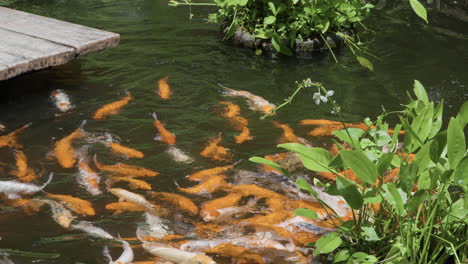 School-of-White-And-Orange-Color-Koi-Fishes-Swimming-Together-in-a-Japanese-Style-Pond-at-Bali-Safari-and-Marine-Park-in-Siangan,-Indonesia