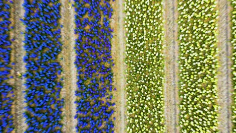 Colorful-flower-fields-in-the-Netherlands-captured-from-above-during-a-sunny-day,-aerial-view