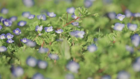 A-close-up-view-of-forget-me-nots,-surrounded-by-lush-green-leaves