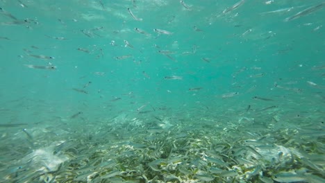 Un-Banco-De-Sardinas-Nada-Sobre-Una-Pradera-Submarina-De-Pastos-Marinos