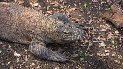 Komodowaran-Streckt-Die-Zunge-Heraus,-Während-Er-Im-Dschungelwald-In-Indonesien-Auf-Die-Kameralinse-Starrt---Hochwinkelporträt-In-Zeitlupe