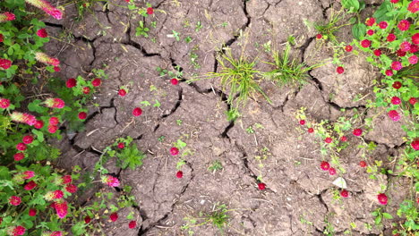 Campo-Agrietado-Con-Flores-De-Trébol-Carmesí-En-Flor-En-Medio-De-La-Sequía