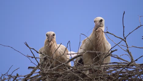 Static-low-angle-shot-of-young-white-storks-in-wooden-branch-nest,-Latvia