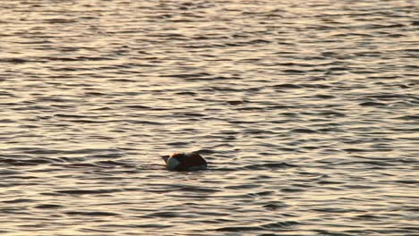 El-Pato-Común-Nada-Con-La-Cabeza-En-El-Agua-Alimentándose-Al-Atardecer-Mientras-La-Luz-Brilla-En-El-Estanque