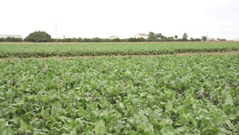 Vista-De-La-Huerta-Española