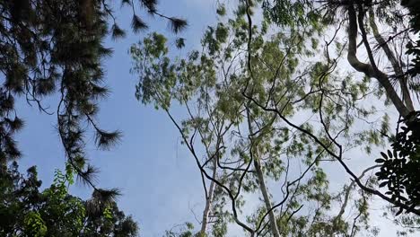 Nubes-Blancas-Que-Se-Mueven-Rápidamente-Contra-Un-Cielo-Azul-Primaveral-Con-Copas-De-árboles-Meciéndose-Con-Un-Fuerte-Viento