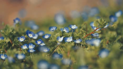 A-close-up-view-of-forget-me-nots,-surrounded-by-lush-green-leaves