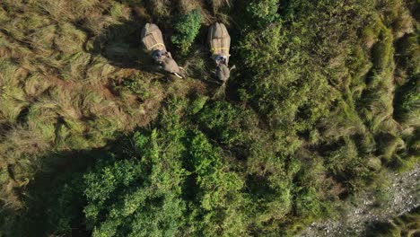 Elefanten-Dschungelsafari-In-Nepal