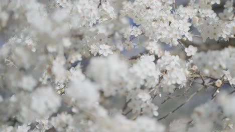 Beautiful-cherry-blossoms-are-shown-in-a-close-up-shot,-capturing-the-delicate-and-intricate-nature-of-each-petal