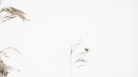 Toma-Detallada-De-La-Araña-De-Surco-Construyendo-Una-Red-Translúcida-Entre-Plantas-De-Trigo-En-El-Campo-Sobre-El-Cielo-Blanco