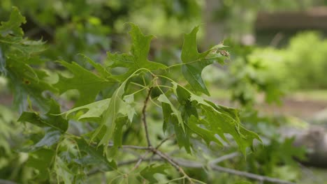 Breeze-blowing-through-oak-leaves-on-the-ground-after-a-storm