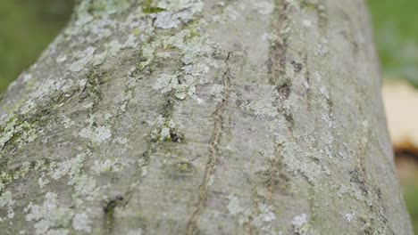 Ants-scurrying-across-a-fallen-Red-Oak-Limb