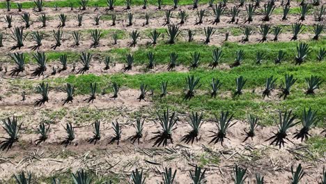 Vistas-Aéreas-Sobre-Vibrantes-Campos-De-Agave-En-El-Campo-De-Oaxaca