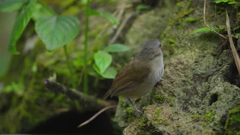 a-Horsfield's-babbler-chick-was-perched-on-a-mossy-rock