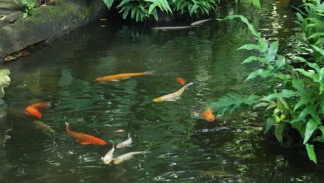 Weiße-Und-Orangefarbene-Koi-Fische-Oder-Karpfen-Schwimmen-Im-Tropischen-Asiatischen-Gartenteich