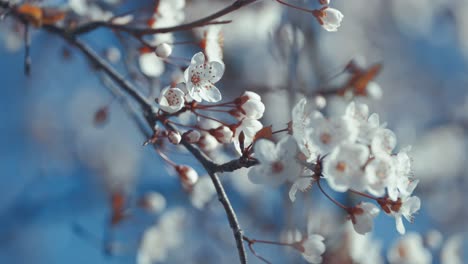 Kirschblüten-In-Voller-Blüte,-Mit-Einer-Geringen-Tiefenschärfe,-Die-Die-Blüten-Im-Vordergrund-Betont