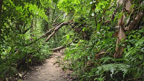 A-fallen-tree-trunk-in-the-middle-of-forest-path,-surrounded-by-green-bushes,-leaves-and-ferns