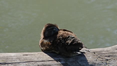 Adorable-fuzzy-Wood-Duck-duckling-tries-to-nap-on-sunny-wetland-pond