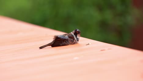 Male-sparrow-perched-on-the-roof,-fluff-up-its-feathers,-wagging-its-tail