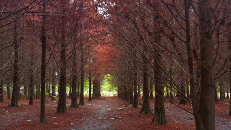 Sobrevuelo-Aéreo-De-Un-Sereno-Sendero-Forestal-Bordeado-De-Cipreses-Otoñales,-Bajo-Un-Dosel-Natural-De-Ramas-Desnudas,-Con-La-Luz-Del-Sol-Moteada-Filtrándose-A-Través-De-Los-Bosques-De-Coníferas-Caducifolios