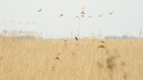 Single-Sedge-Warbler-balances-hanging-off-of-reed-plant-as-flocks-of-birds-soar-in-background