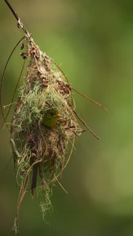 Pájaro-Sol-De-Garganta-Marrón-En-El-Nido