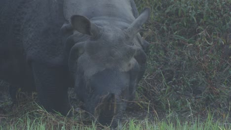 Un-Rinoceronte-Cornudo-En-Nepal.