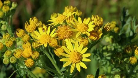 Flores-De-Hierba-Cana,-Senecio-Jacobaea.-Staffordshire.-Verano.-Reino-Unido