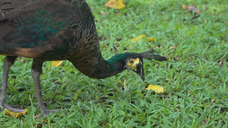 Green-Peafowl-or-Indonesian-Peafowl-Peahen-Foraging-in-the-Clearing-in-a-Wild-Pecking-on-the-Ground---Head-close-up