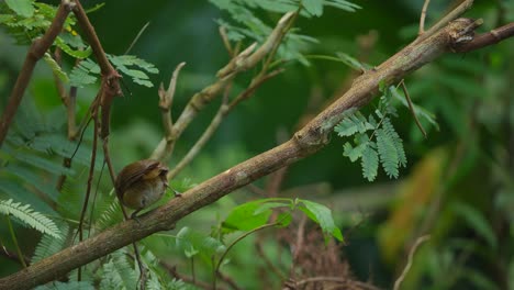 a-Horsfield's-babbler-bird-was-perched-on-a-branch,-moving-left-and-right-to-look-for-food