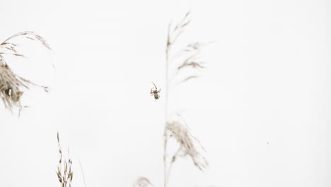 Furrow-spider-climbs-up-along-web-with-wheat-plant-out-of-focus-in-background