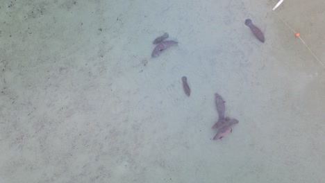 Aerial-topdown-view-of-manatees-swimming-in-natural-Florida-spring-water