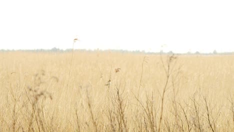 Sedge-Warbler-balances-on-thin-branch-as-it-pecks-and-cleans-itself,-blurred-background