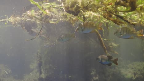 Vista-Submarina-De-Manantiales-Naturales-De-Peces-De-Florida-Escolarizados-Bajo-Algas-Flotantes-Y-Vegetación.