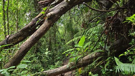 POV-walking-forward-across-fallen-tree-trunk-on-dirt-path-in-rainforest