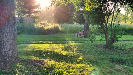 Schwarm-Von-Mücken-In-Der-Luft-Während-Der-Goldenen-Stunde,-Lettische-Landschaft