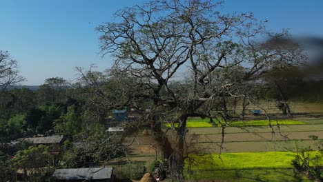 Panal-Con-Colonia-De-Abejas-Colgando-De-La-Rama-Del-árbol