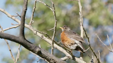 American-Robin-bird-with-plump-plumage-perches-on-sunny-tree-branch