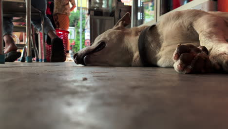 Dog-sleeping-on-floor-of-restaurant-on-hot-day,-ground-shot