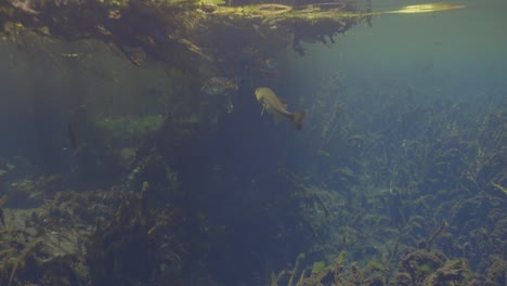 Underwater-view-of-fish-swimming-near-surface-in-algae-and-vegetated-natural-spring-water