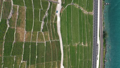 Aerial-top-down-static-view-of-vineyard-field-patterns-in-Lausanne-Switzerland-by-Lake-Geneva