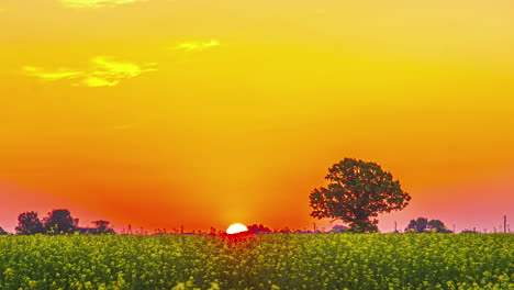 Wunderschöner-Zeitraffer-Des-Sonnenaufgangs-über-Einem-Gelben-Blumenfeld-Und-Einer-Baumsilhouette