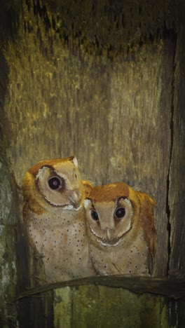 Zwei-Süße-Orientalische-Lorbeereule-Oder-Phodilus-Badius-Auf-Ihrem-Nest