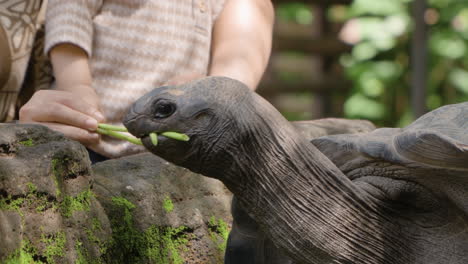 Tourist's-Hands-Feeding-Aldabra-Giant-Tortoise-at-Bali-Safari-and-Marine-Park-in-Siangan,-Indonesia